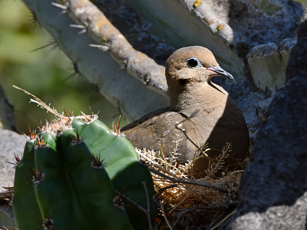 Doves6.jpg