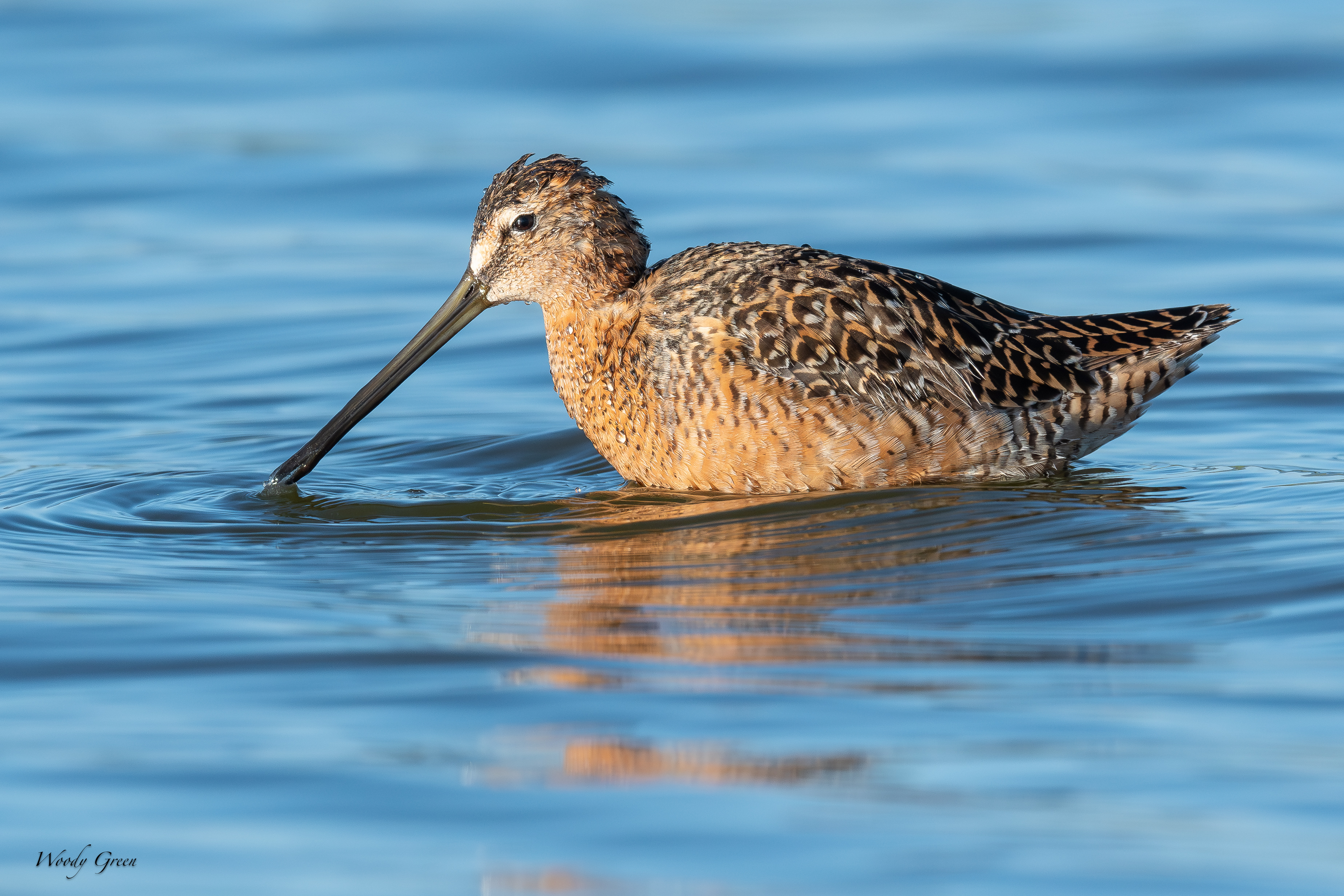 Dowitcher-151.jpg