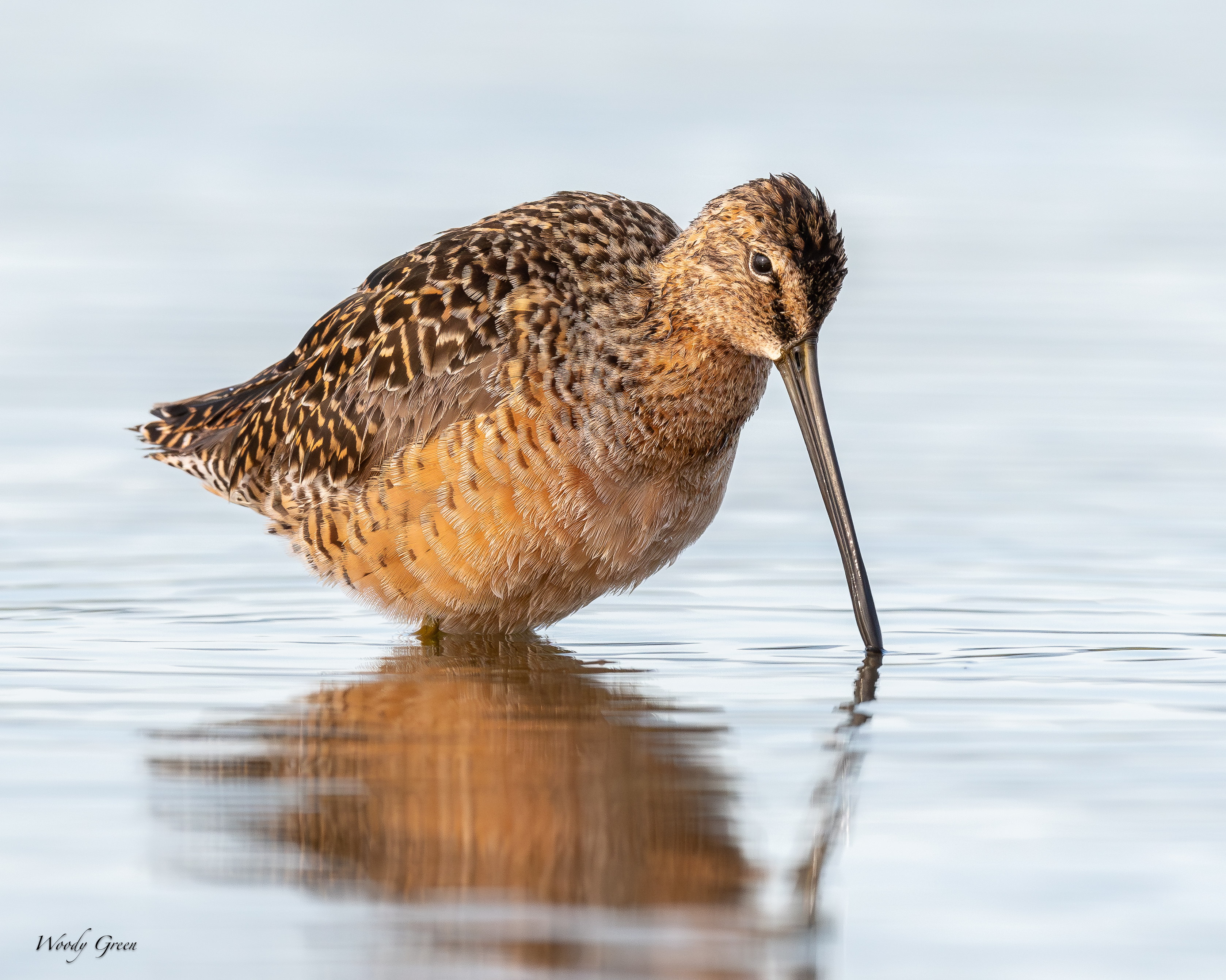 Dowitcher-152.jpg