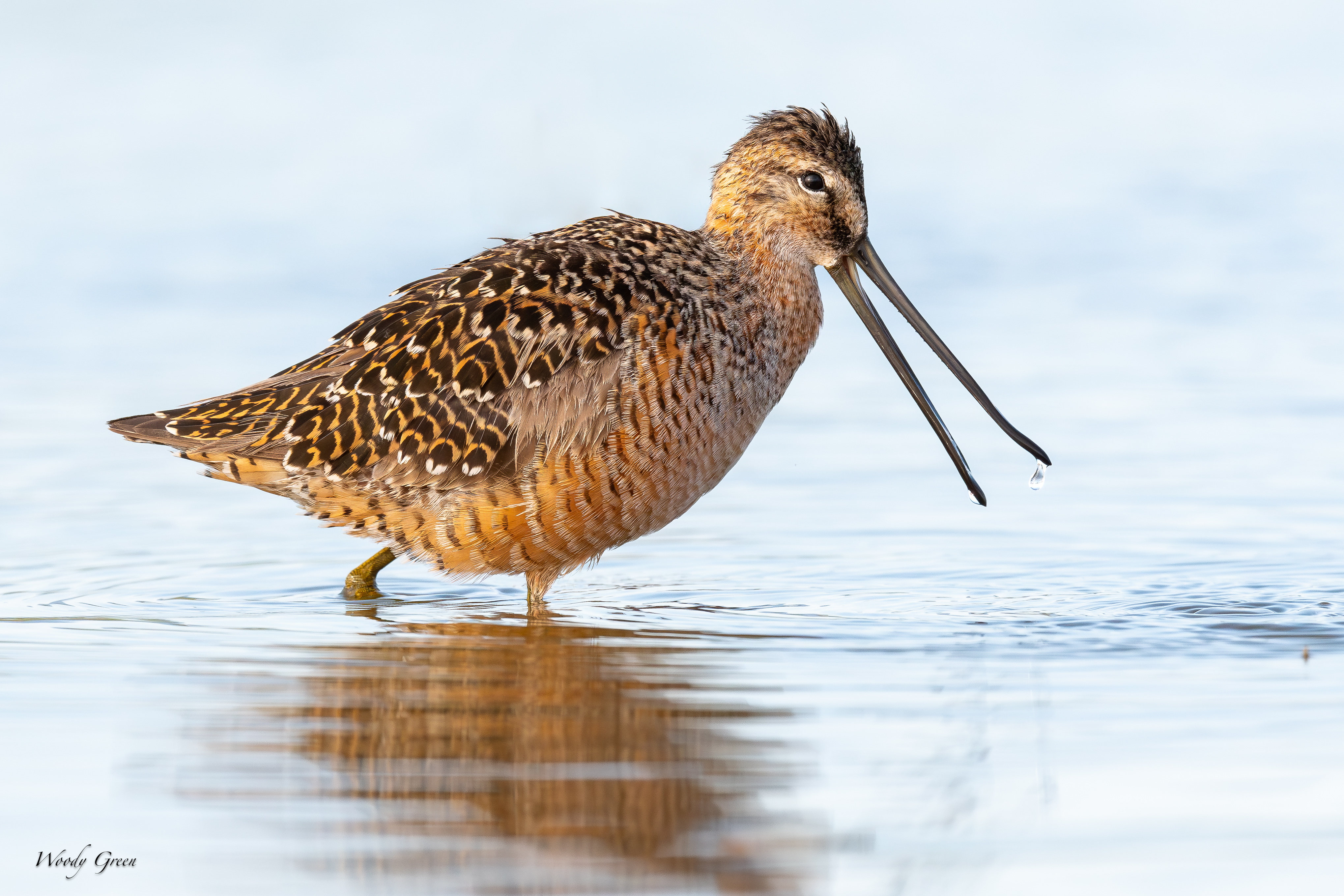 Dowitcher-154.jpg