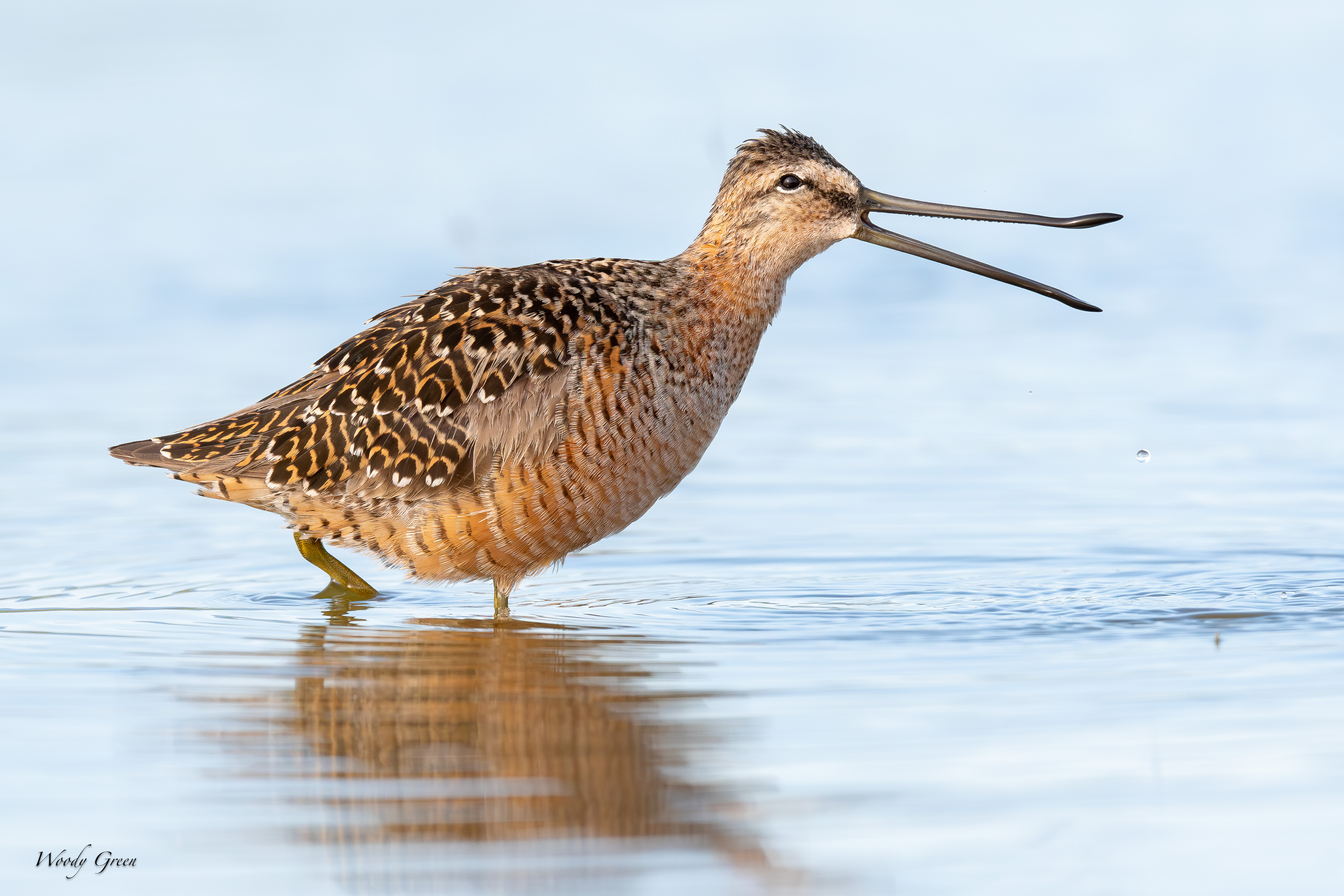Dowitcher-156.jpg