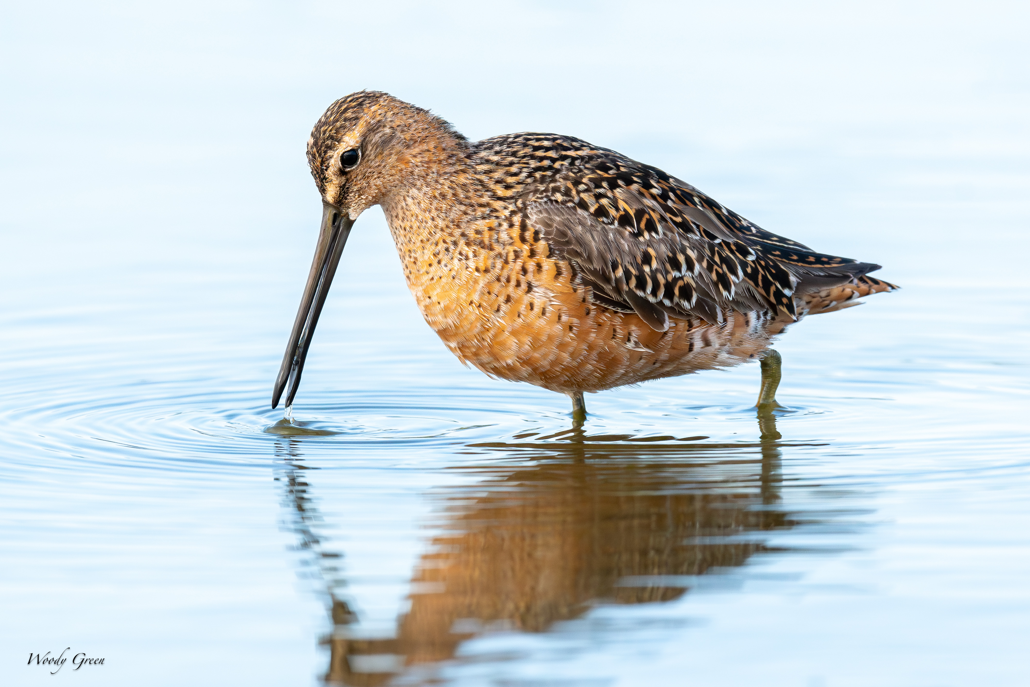 Dowitcher-157.jpg
