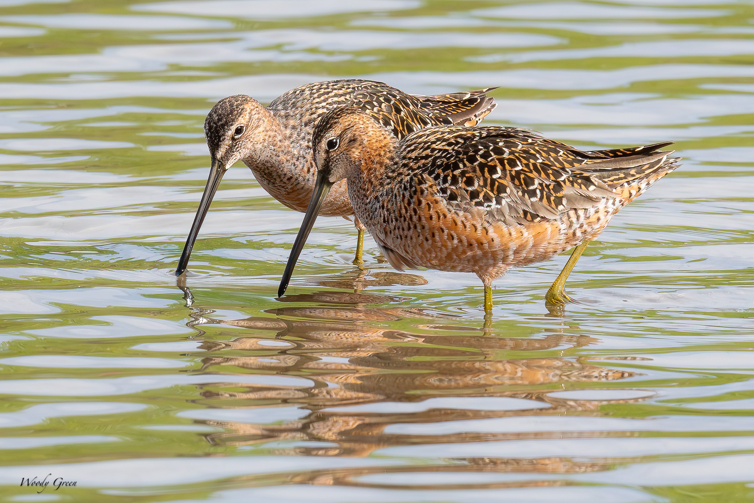 Dowitcher-675.jpg