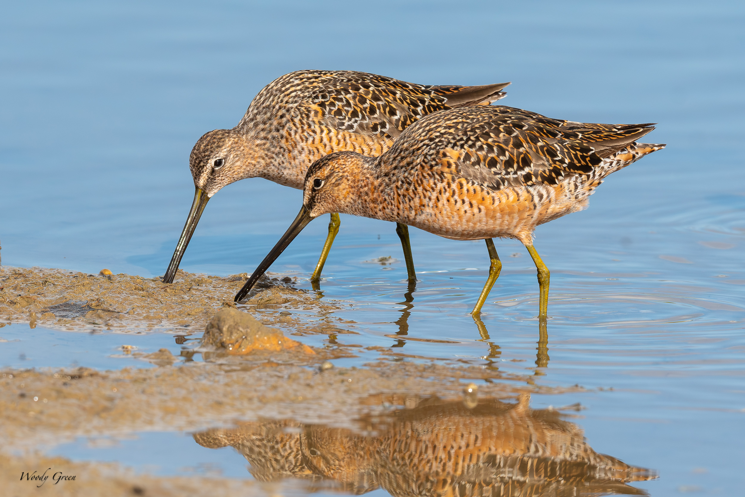 Dowitcher-676.jpg