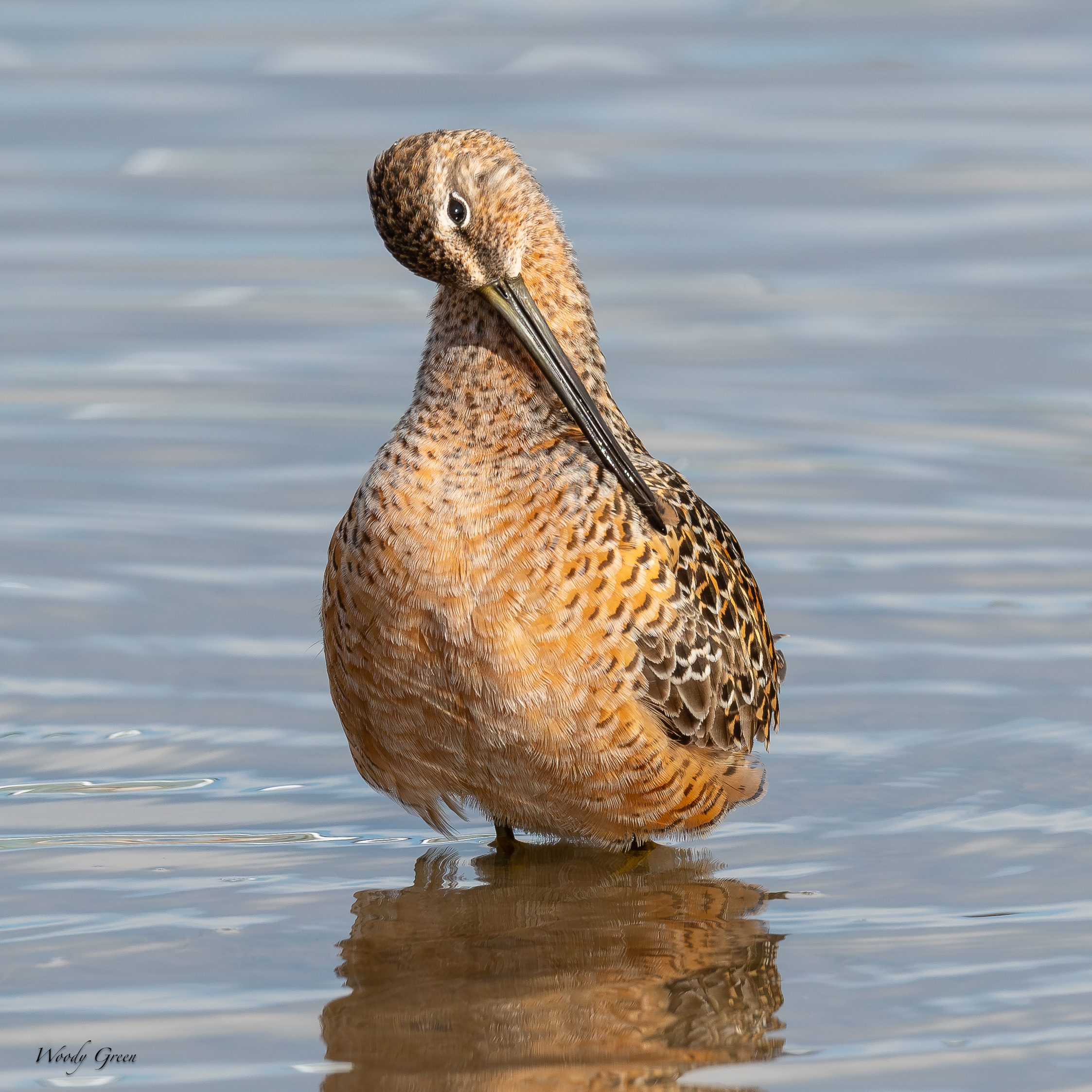 Dowitcher-677.jpg