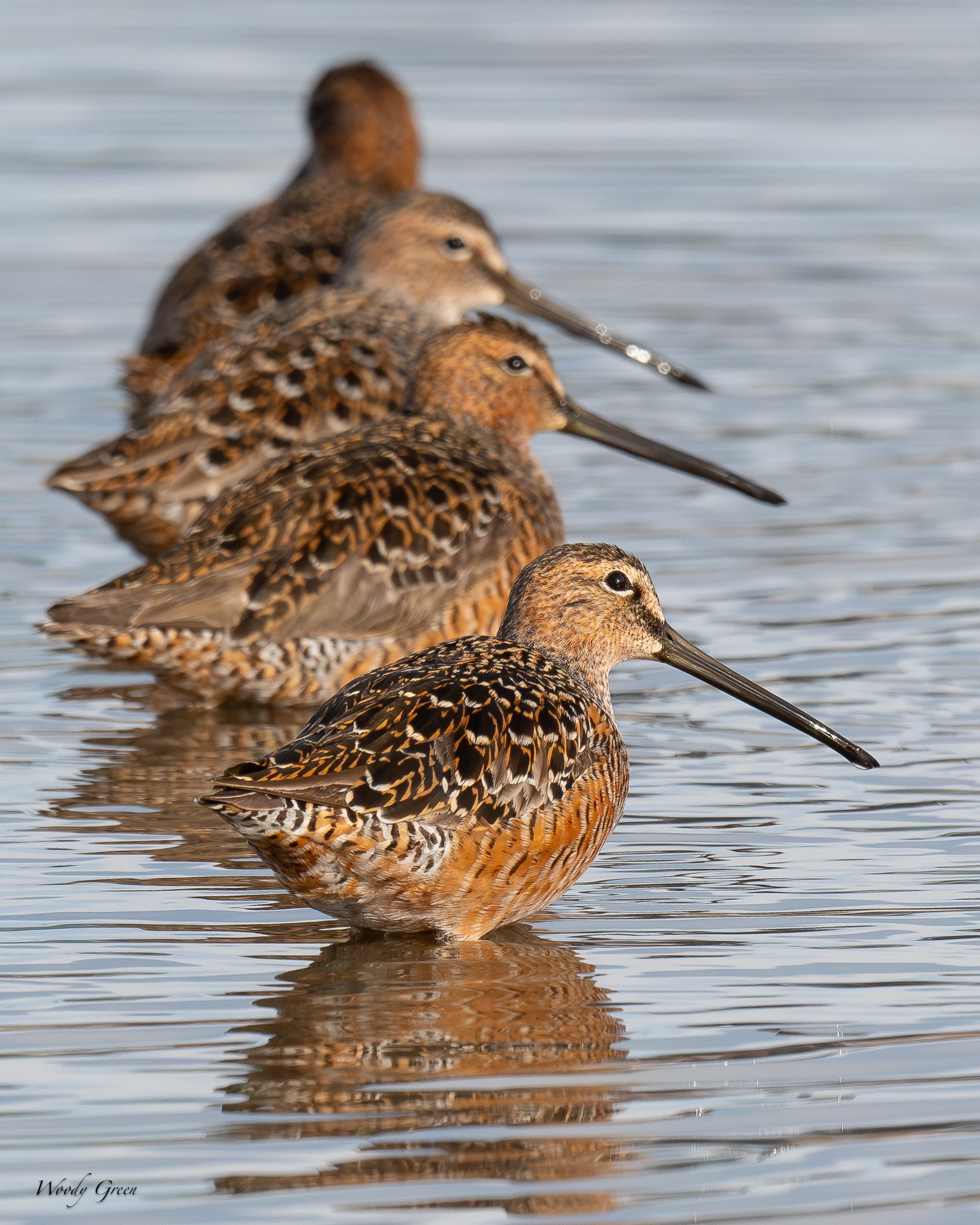 Dowitcher-678.jpg