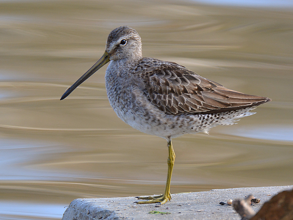 Dowitcher2.jpg