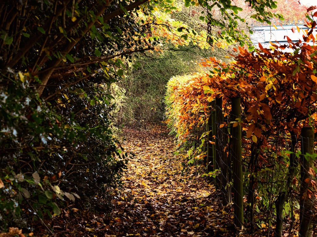 Down-the-Path.jpg