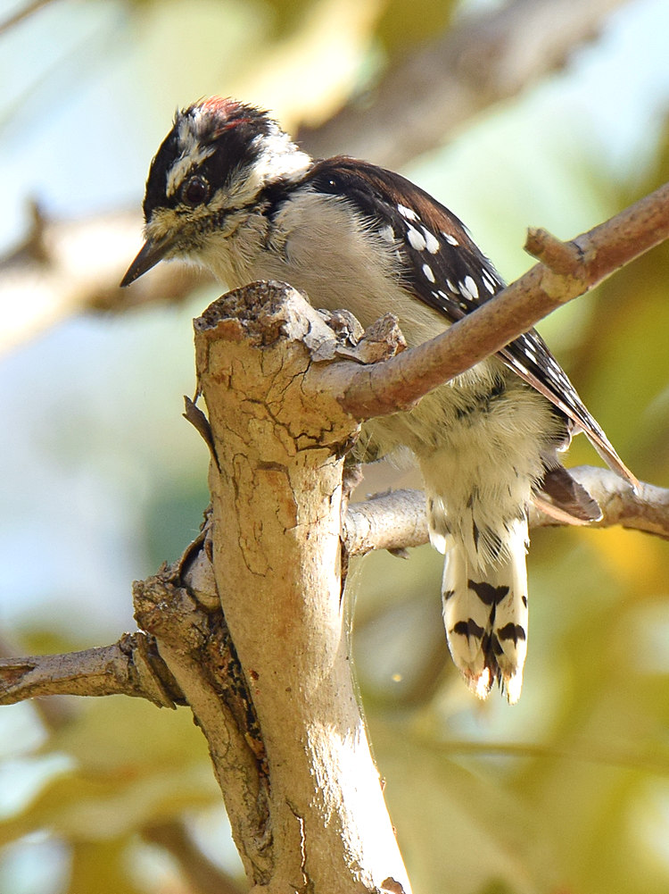 DowneyWoodpecker.jpg