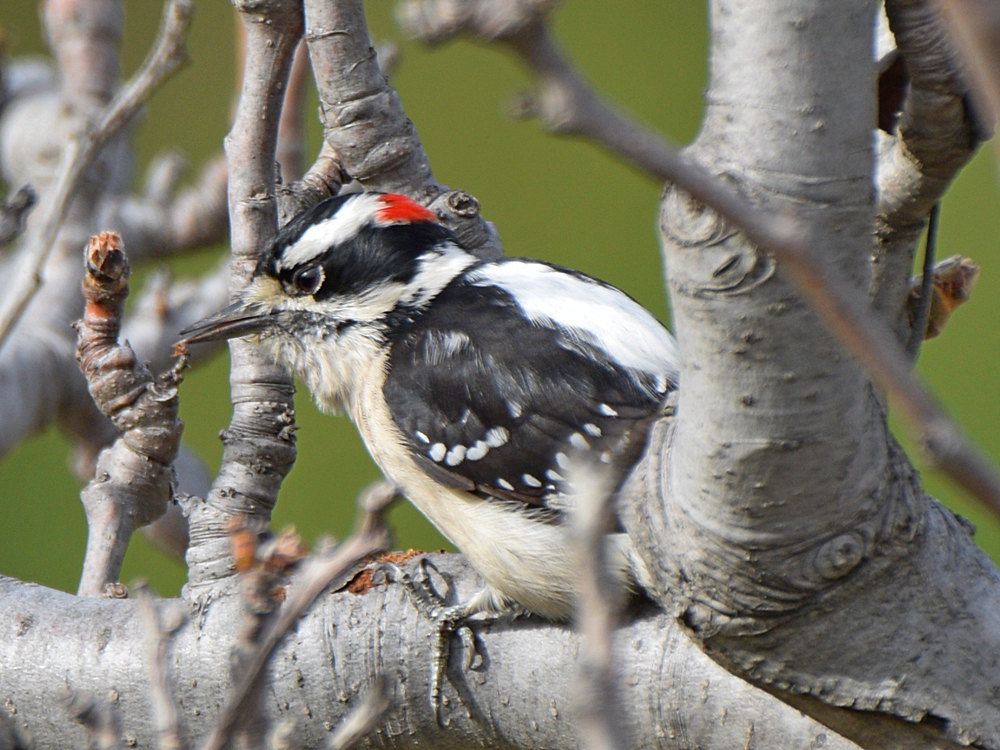 DowneyWoodpecker2.jpg