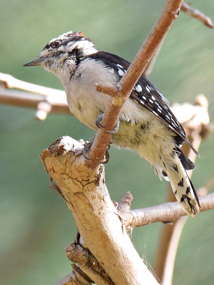 DowneyWoodpecker4.jpg