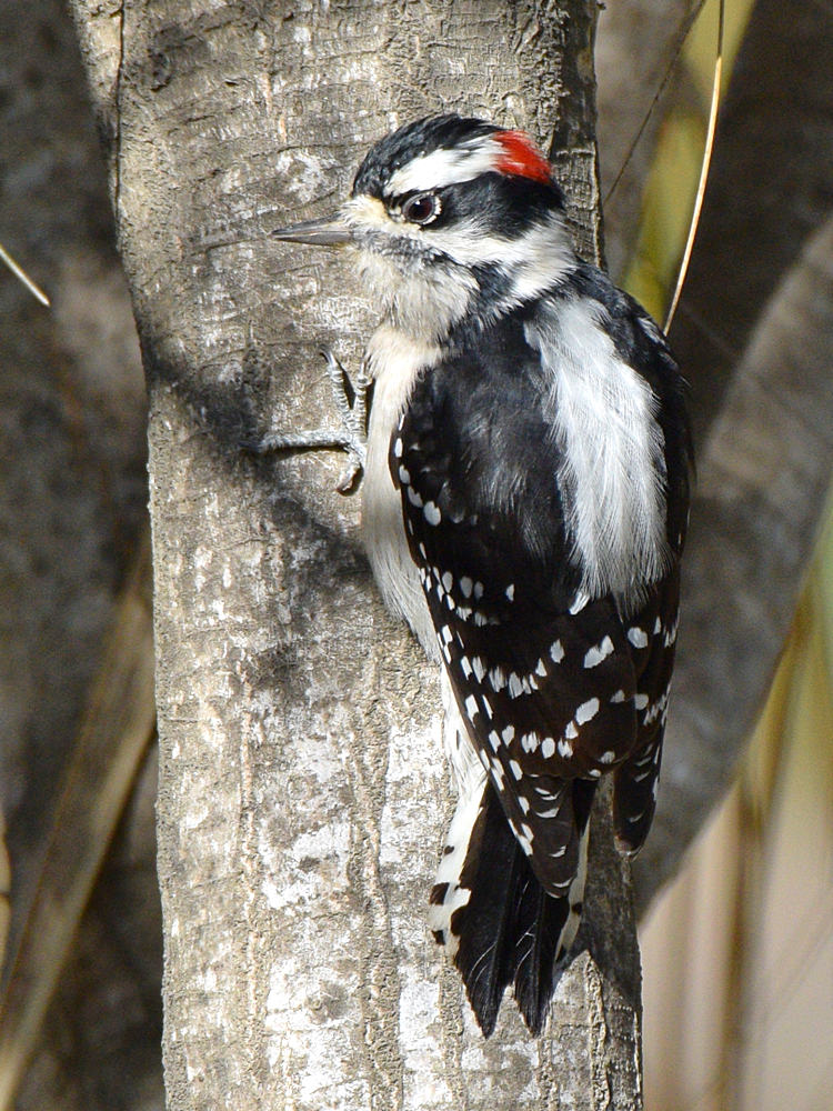 DowneyWoodpecker5.jpg