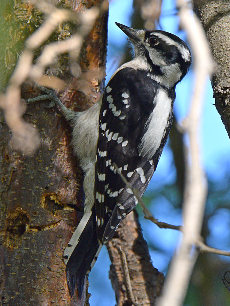 DownyWoodpecker.jpg