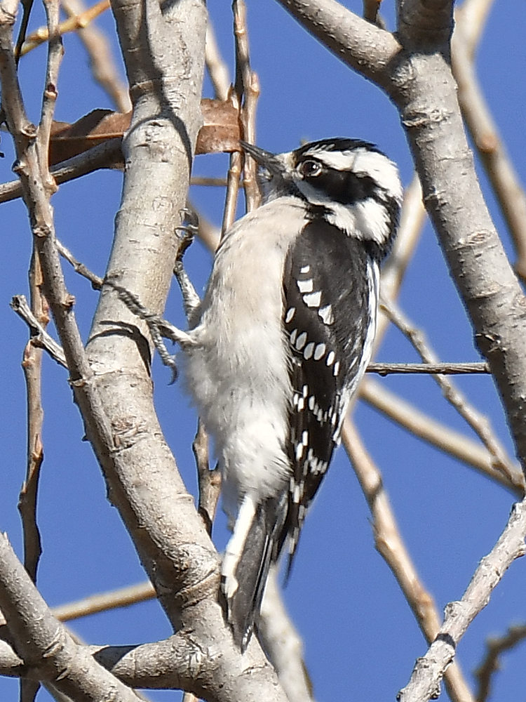 DownyWoodpecker.jpg