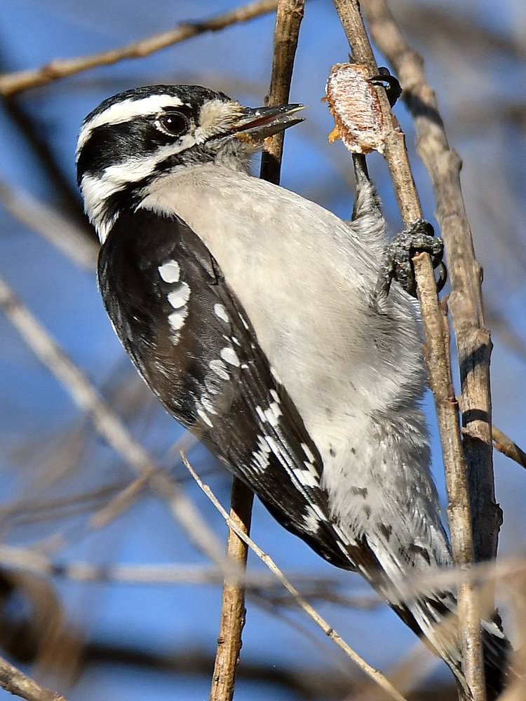 DownyWoodpecker10.jpg