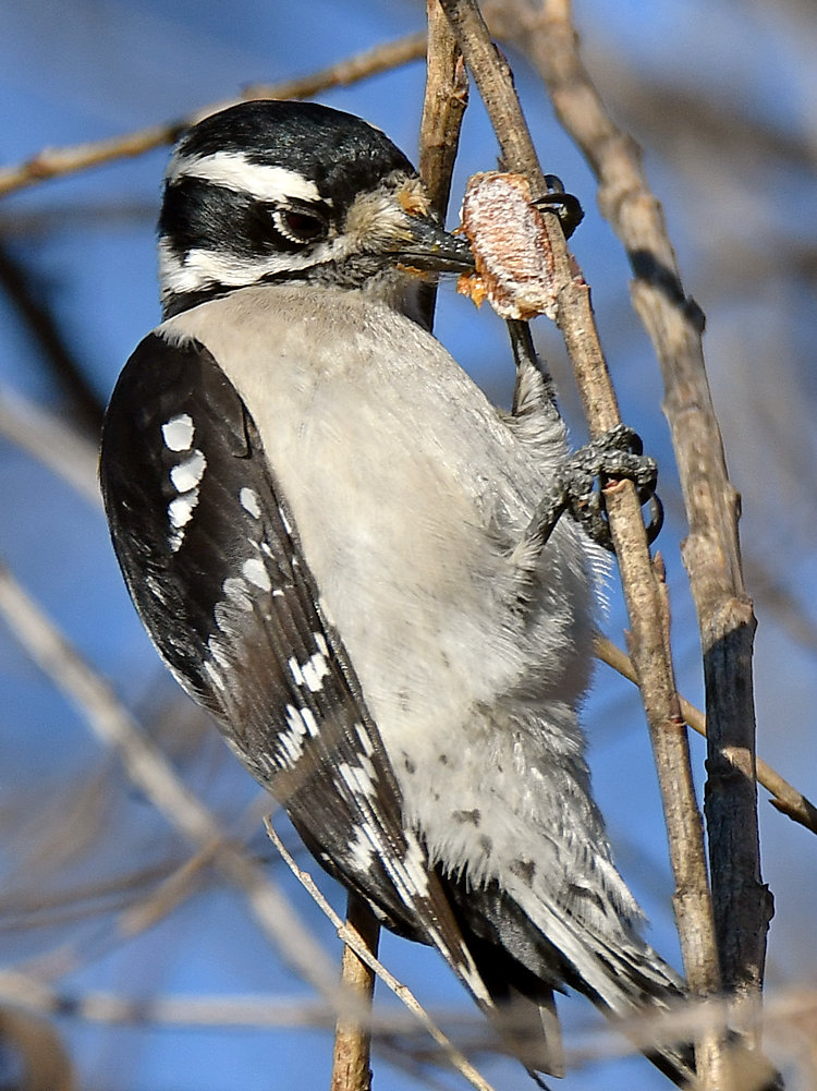 DownyWoodpecker11.jpg