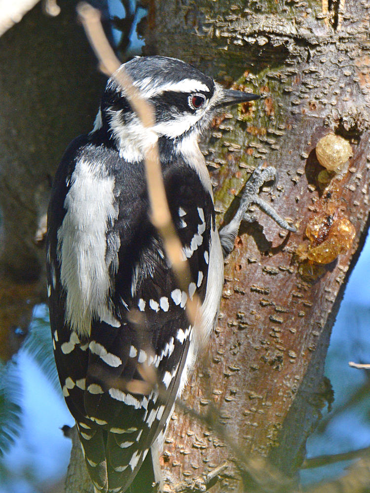 DownyWoodpecker4.jpg