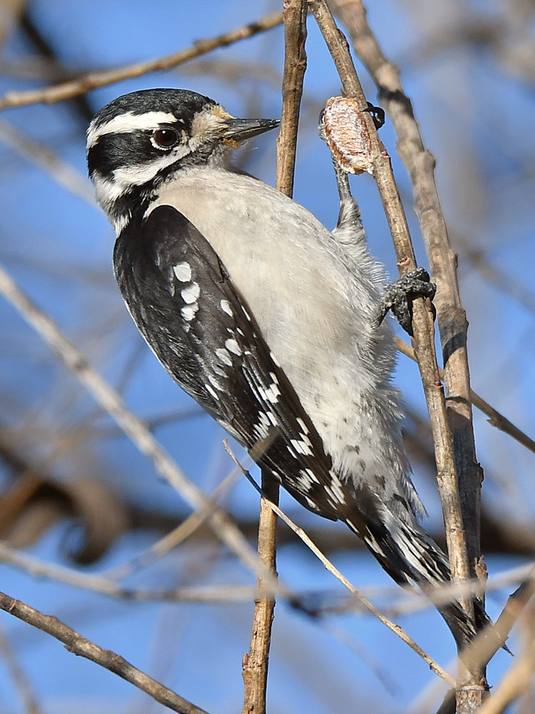 DownyWoodpecker5.jpg