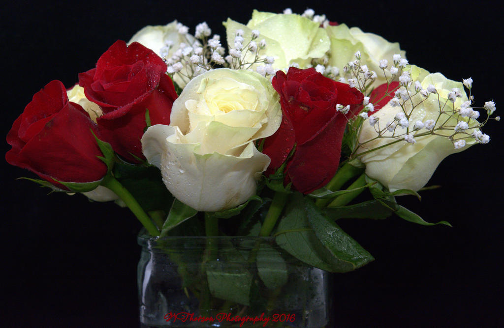 Dozen Red and White Roses 12-24-2016.jpg