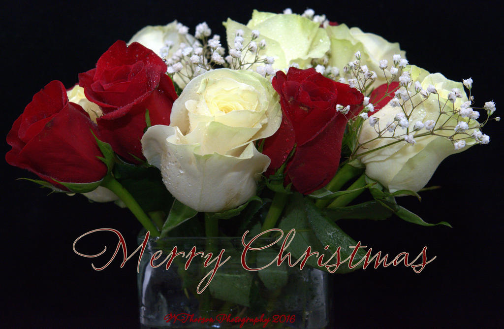 Dozen Red and White Roses  Merry Christmas 12-24-2016.jpg