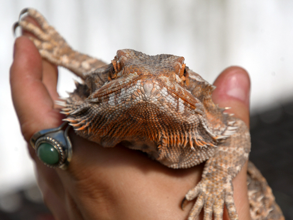 Dragon.jpg