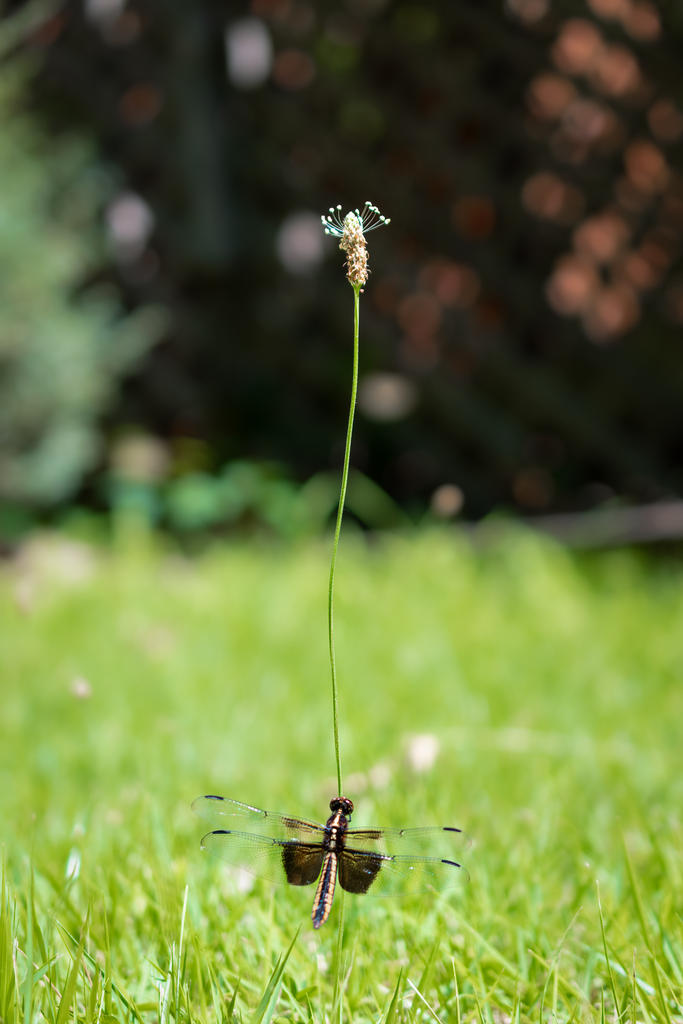 Dragonfly 1 (1 of 1).jpg