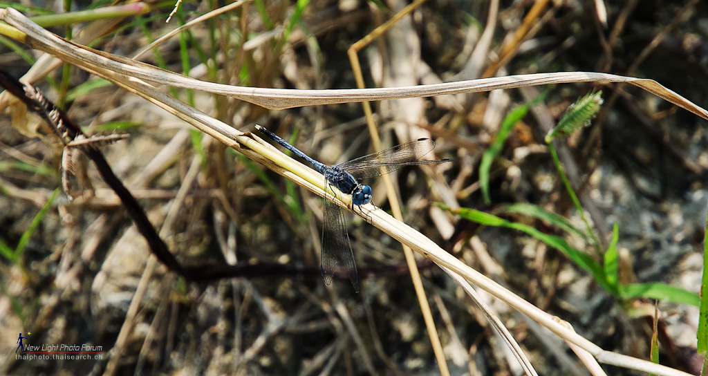 dragonfly-1.jpg