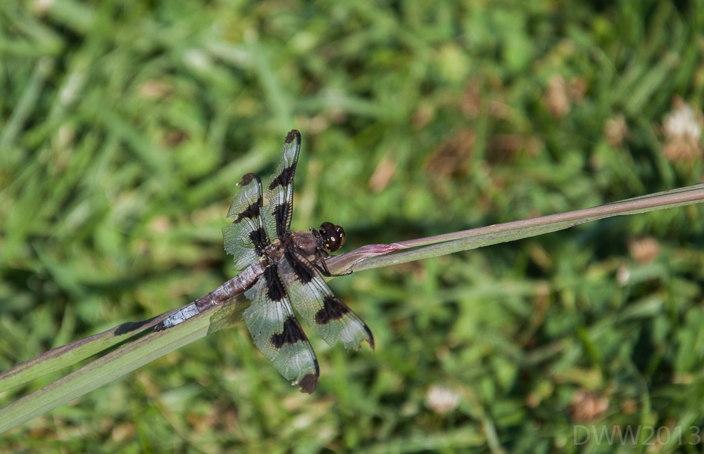 Dragonfly (1 of 1).jpg