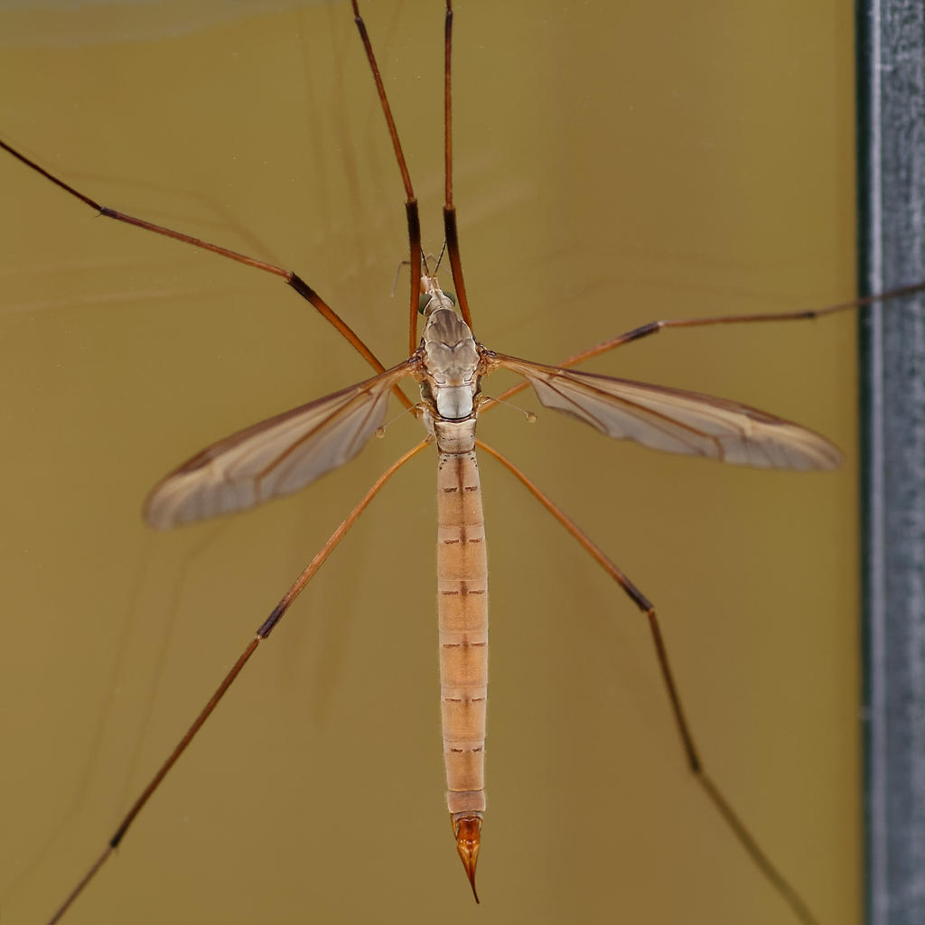 Dragonfly-2.jpg