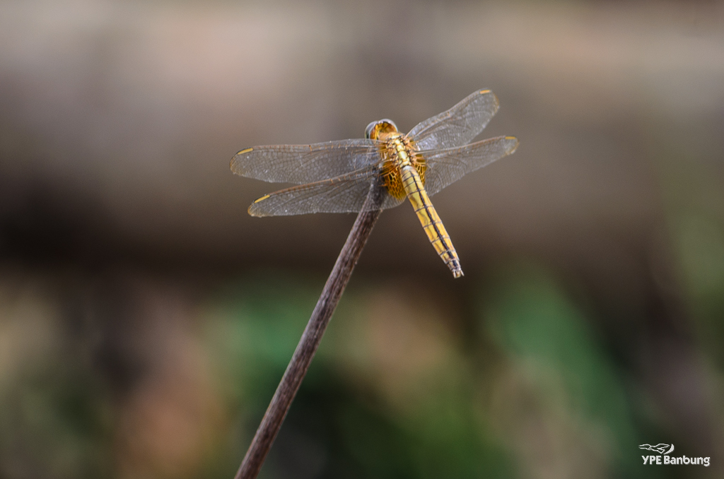 dragonfly-banbung-1.jpg