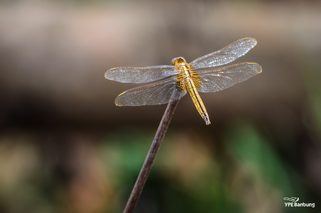 dragonfly-banbung-2.jpg