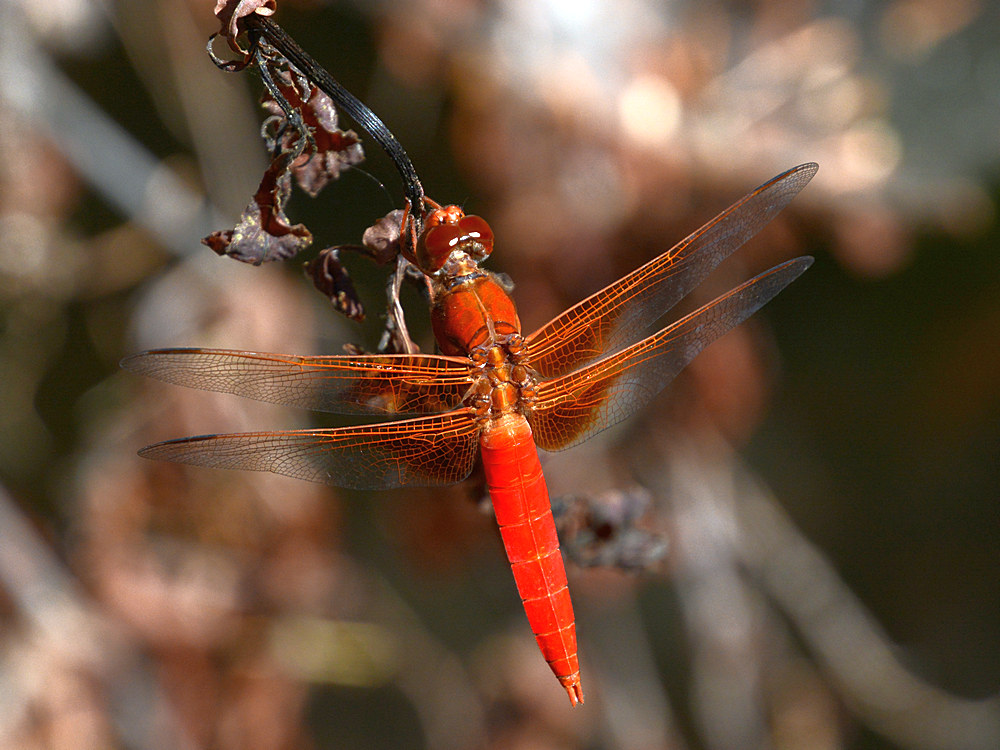 Dragonfly.jpg