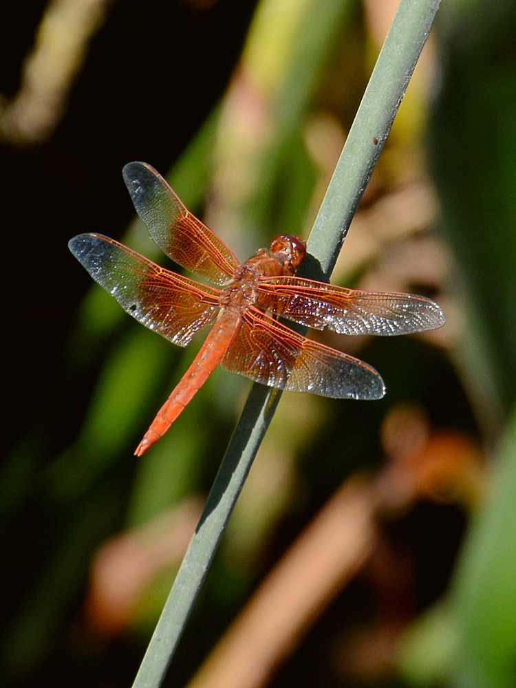 Dragonfly.jpg
