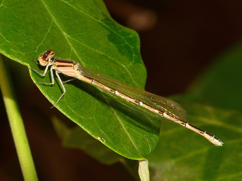 DragonFly.jpg