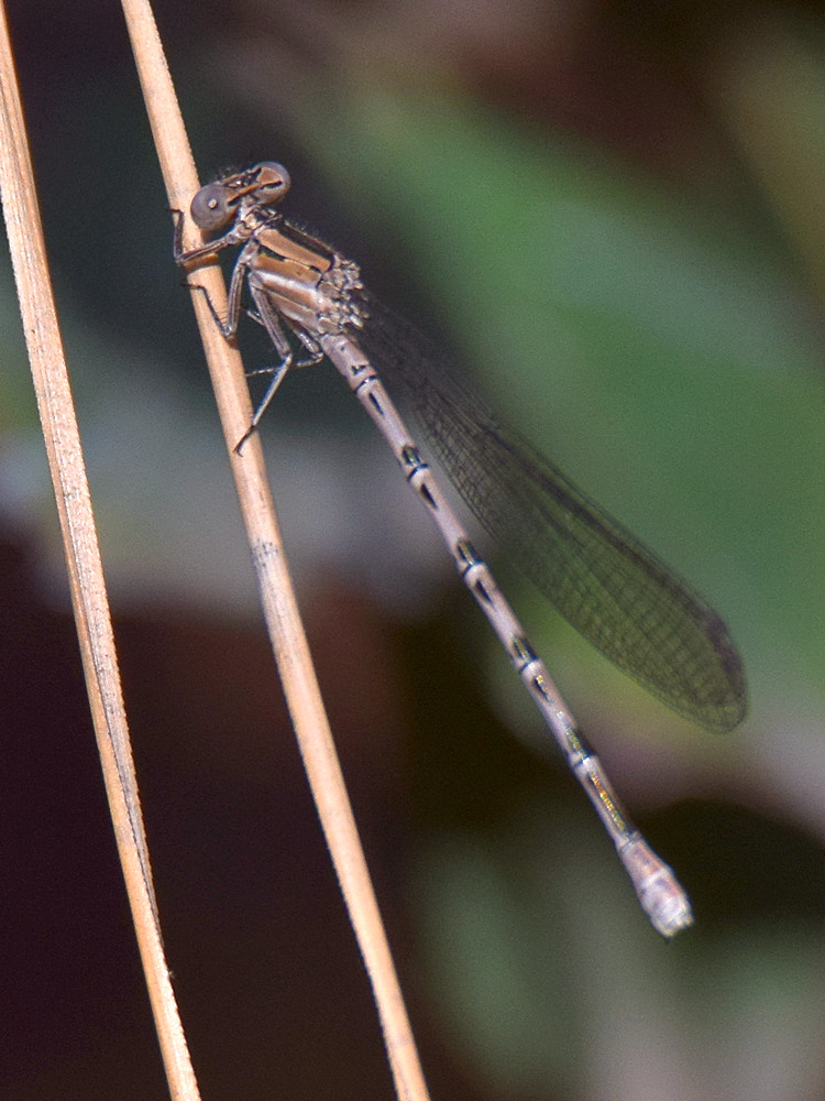 DragonFly.jpg