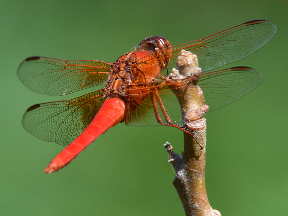 DragonFly.jpg