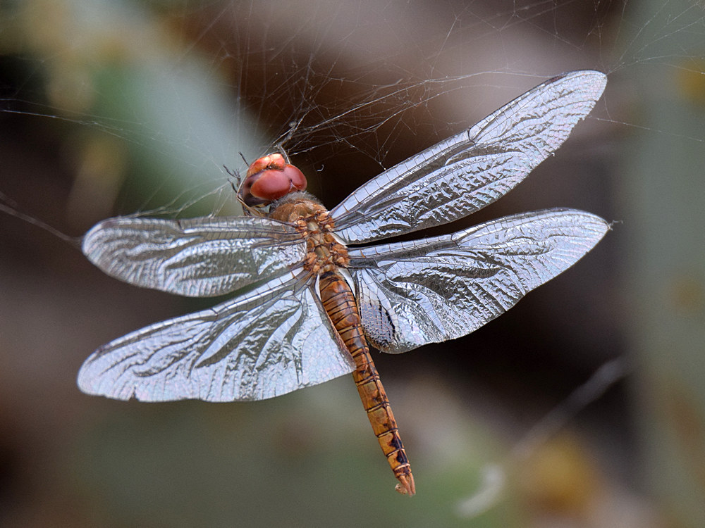 DragonFly.jpg