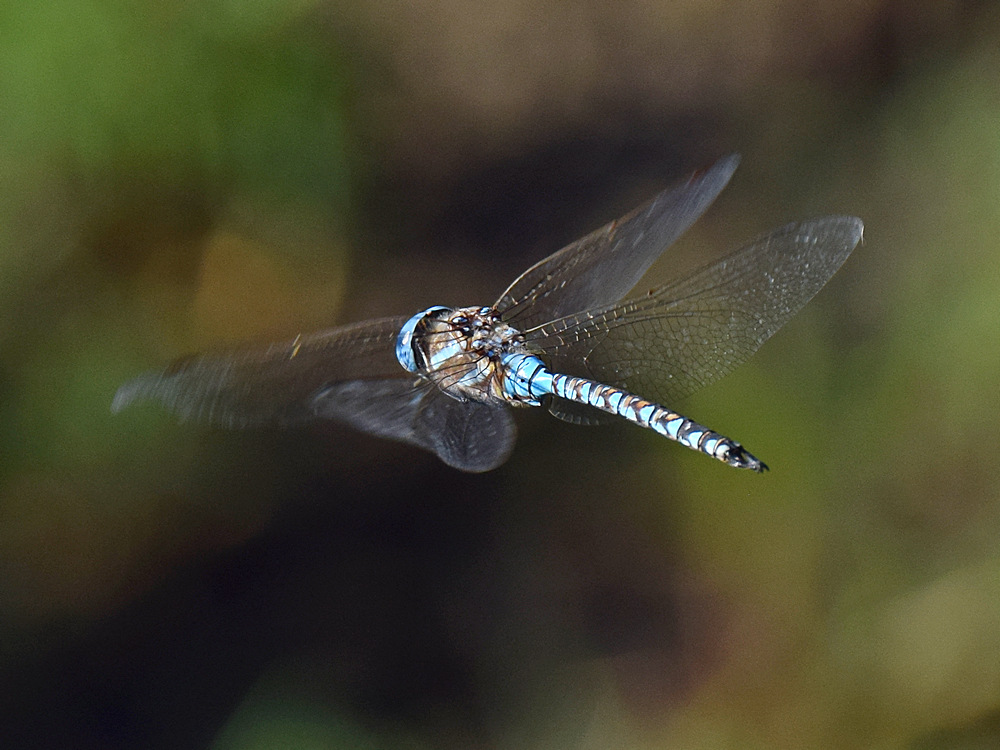 DragonFly.jpg