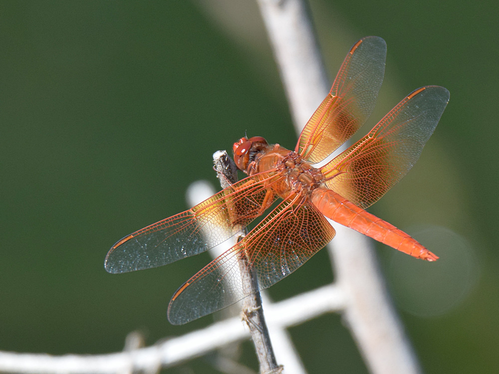 DragonFly.jpg
