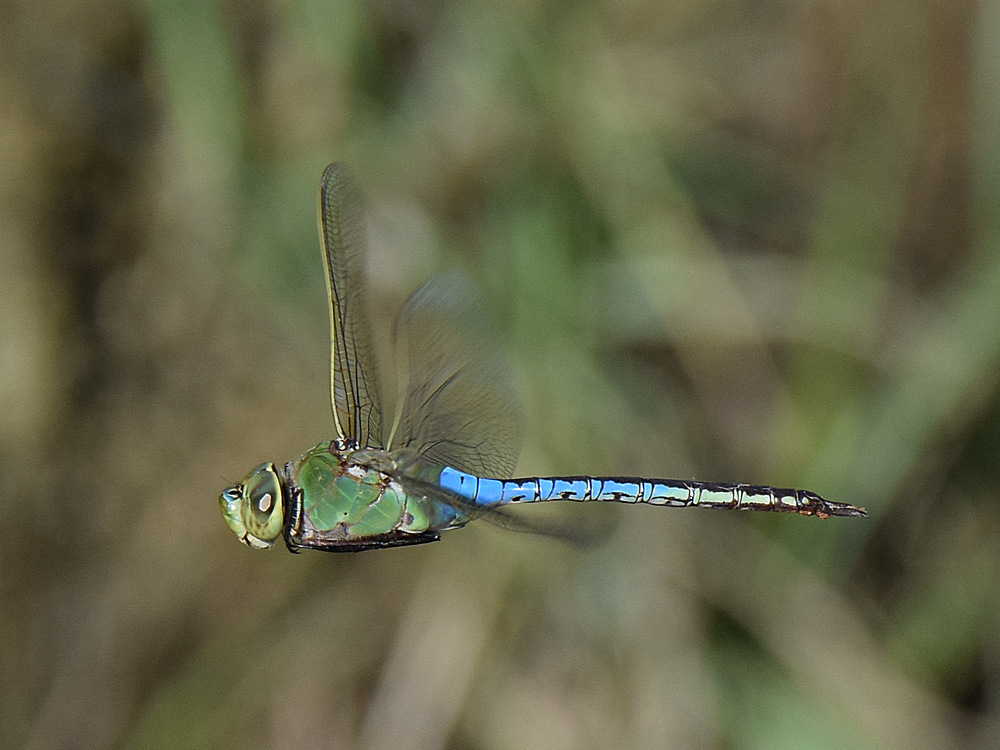 DragonFly.jpg