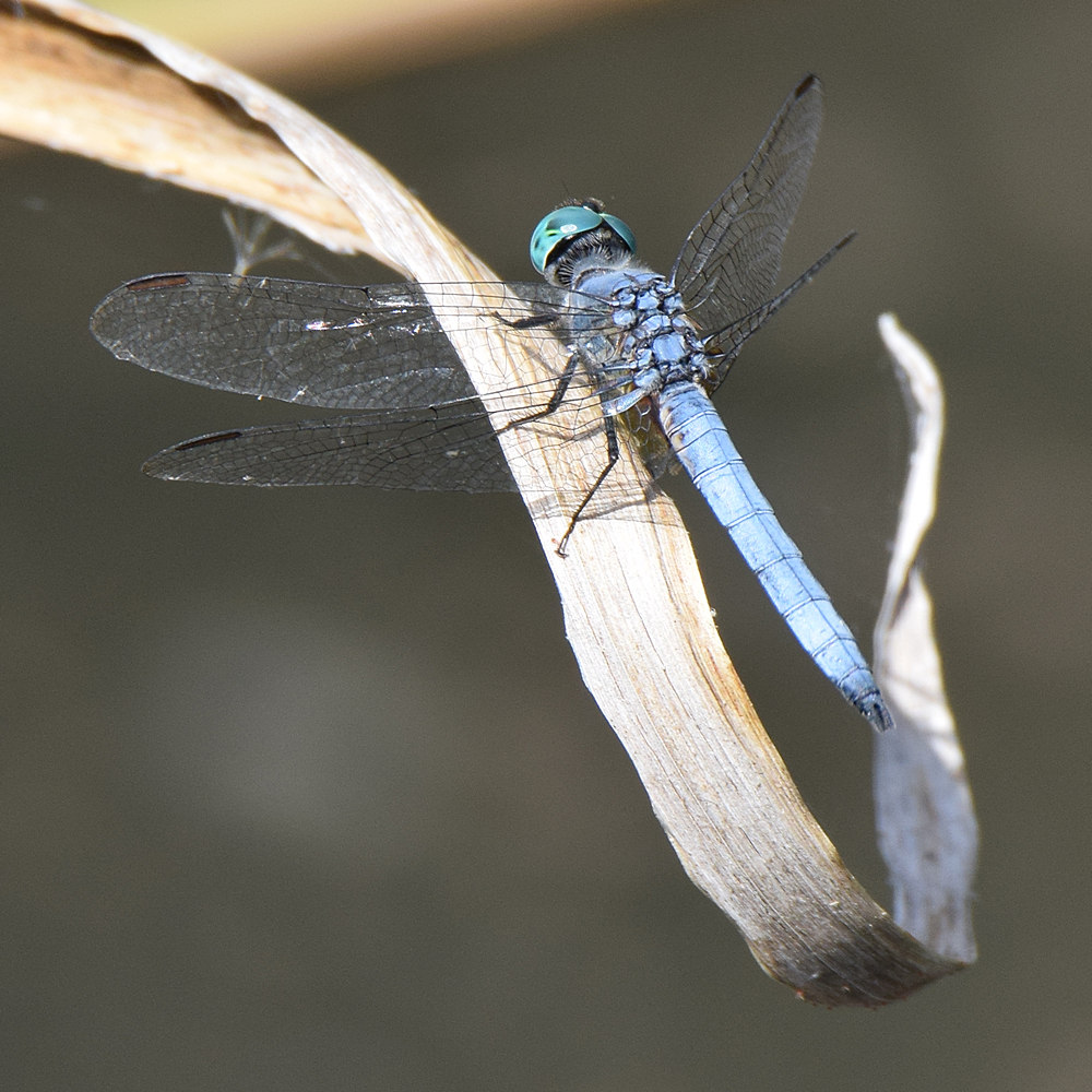DragonFly.jpg