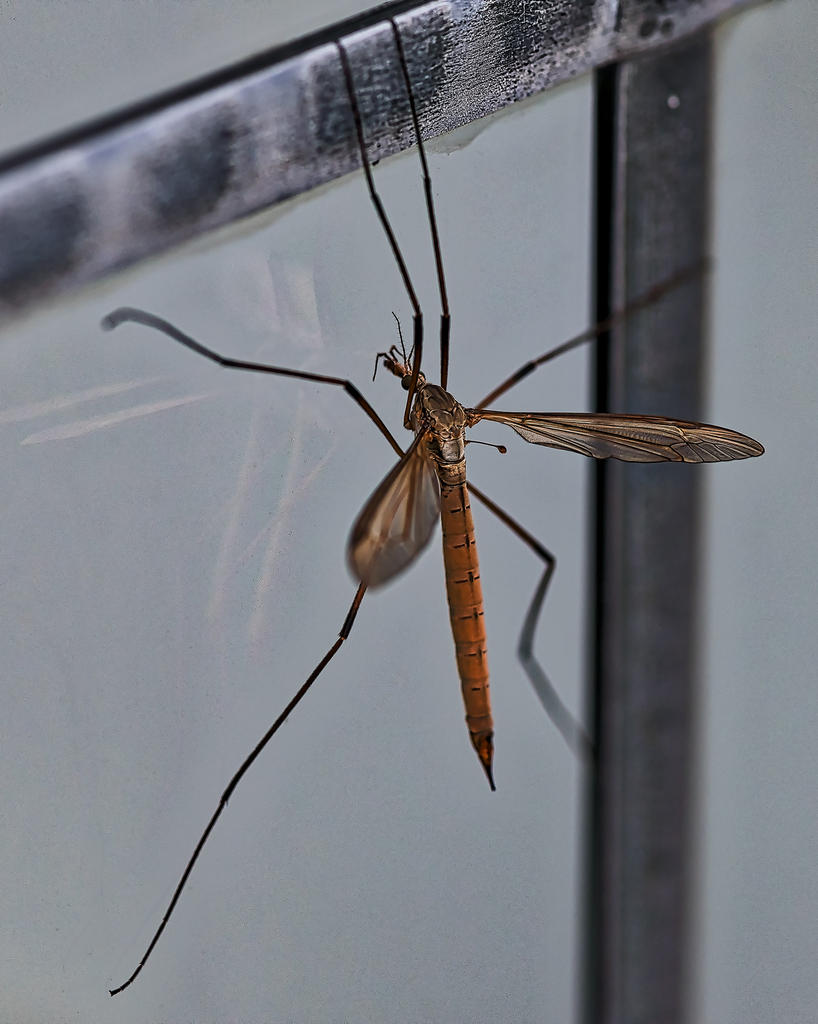 Dragonfly.jpg
