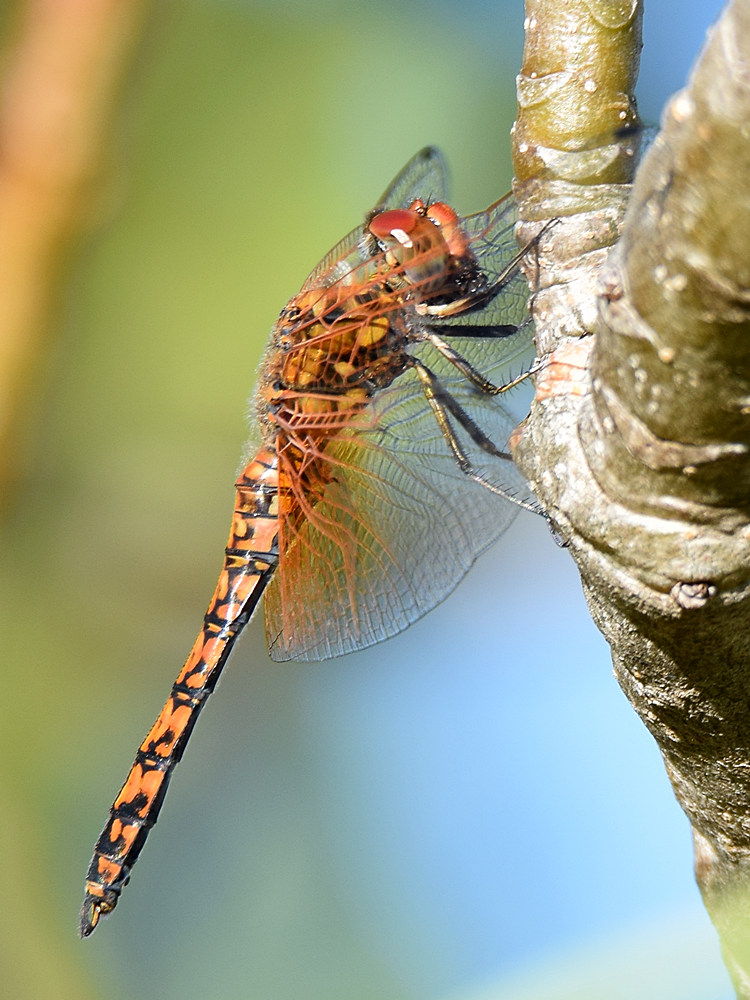 Dragonfly.jpg
