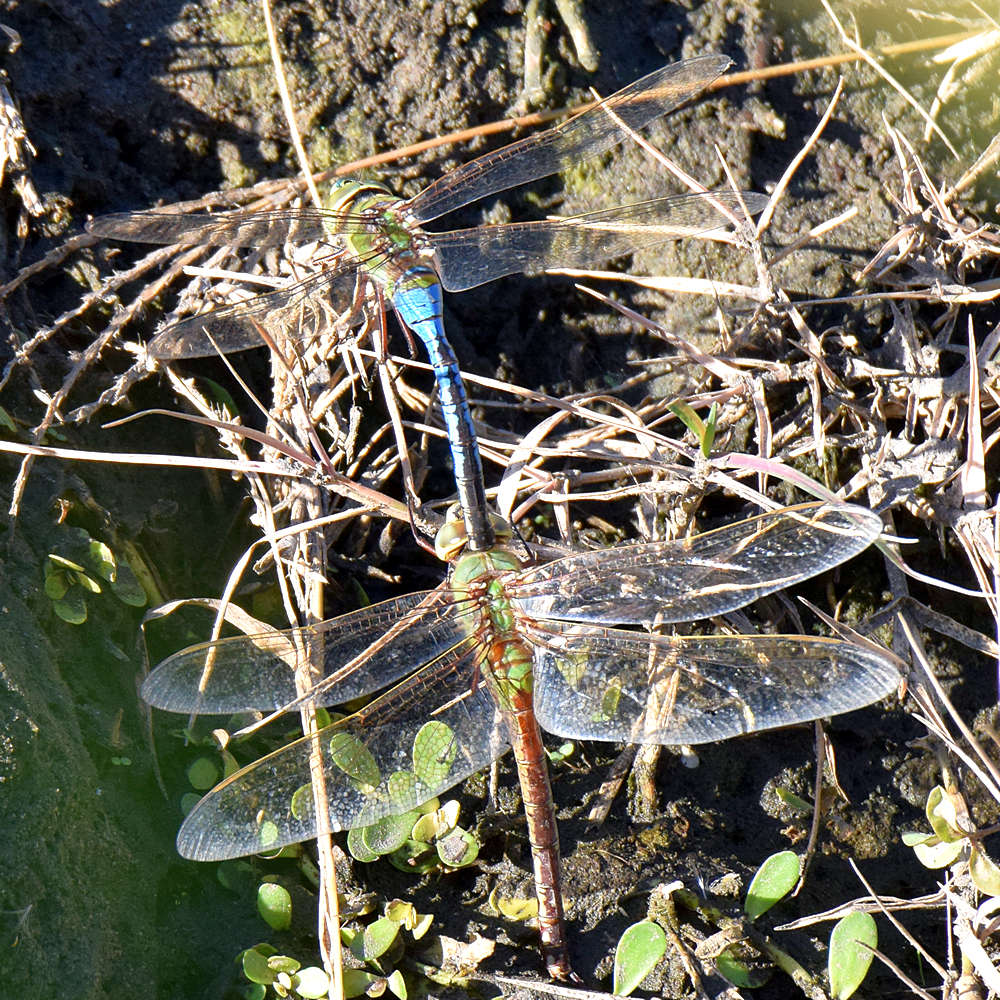 DragonFly.jpg