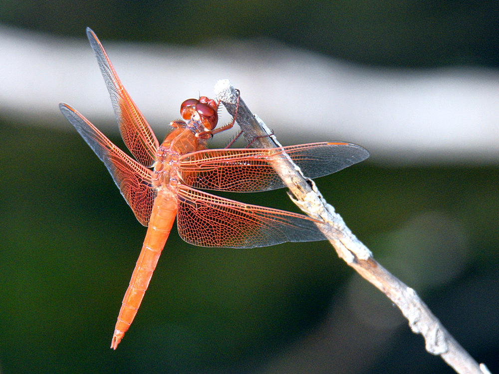 DragonFly.jpg