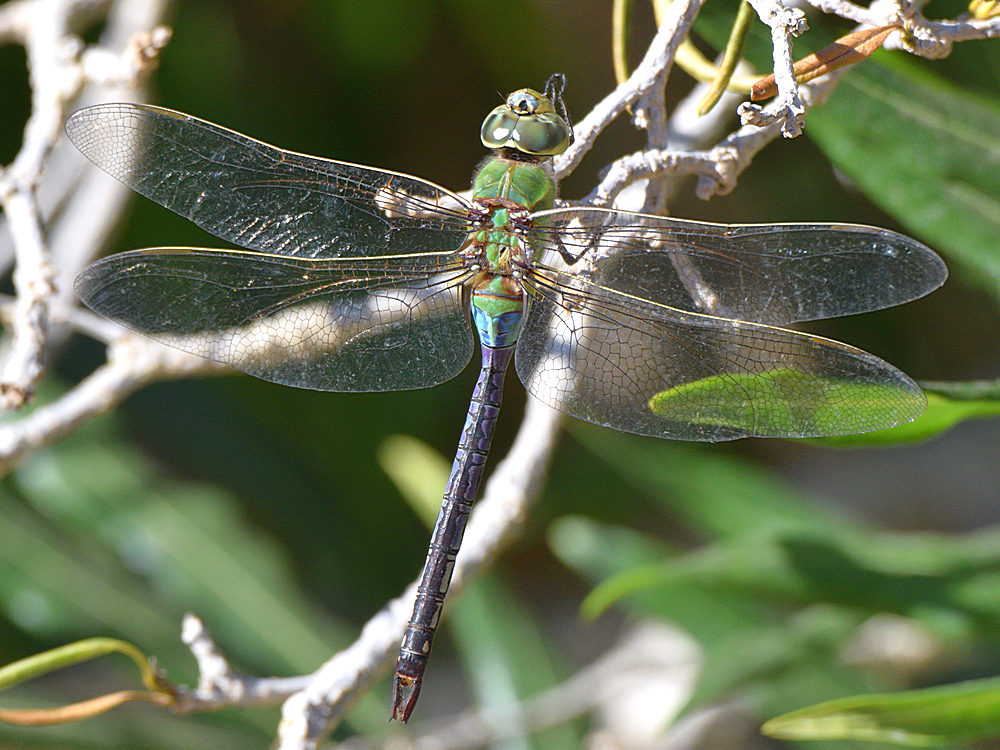 Dragonfly.jpg
