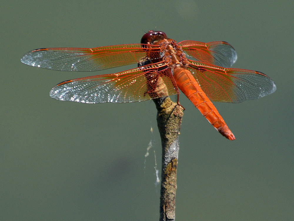 DragonFly.jpg