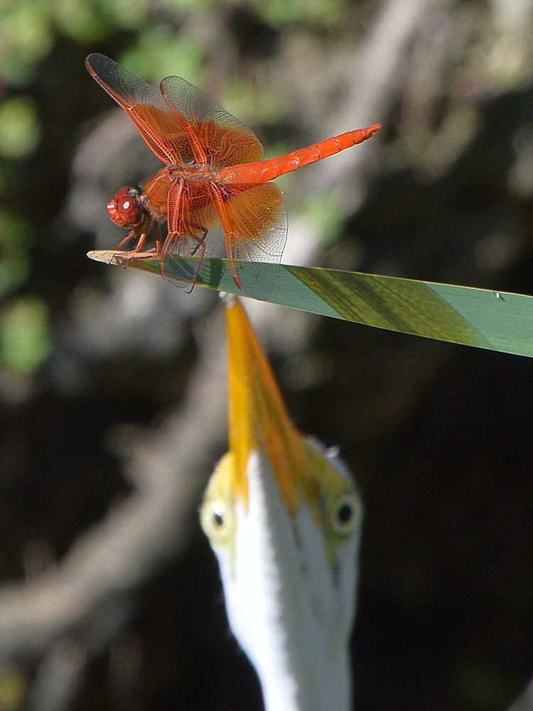DragonFly.jpg