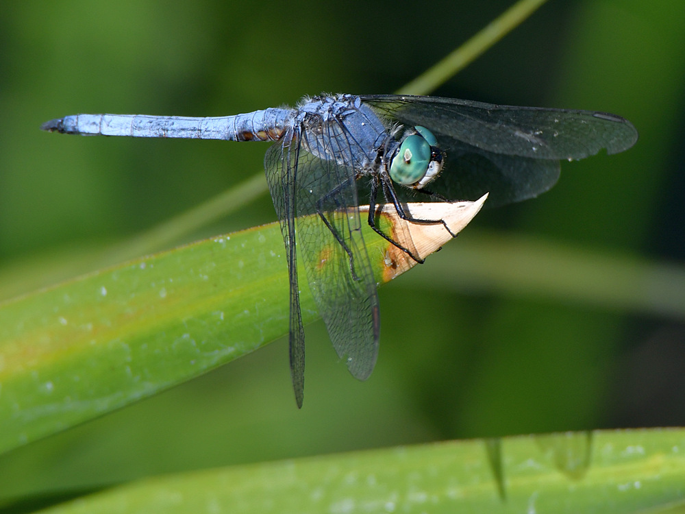 DragonFly.jpg
