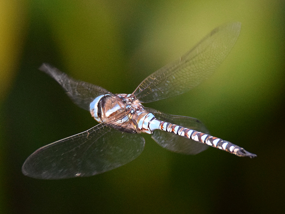 DragonFly.jpg